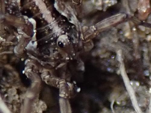 Mitopus morio